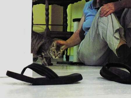 Adopter Saga