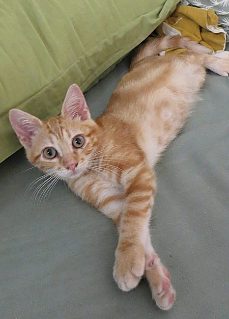 Adopter Topping