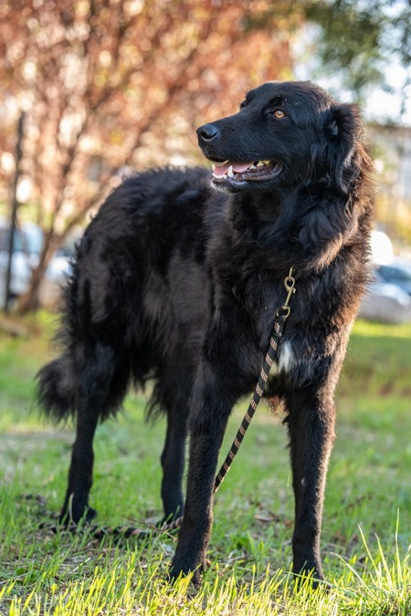 Adopter Baloo