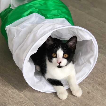 Adopter Kaly