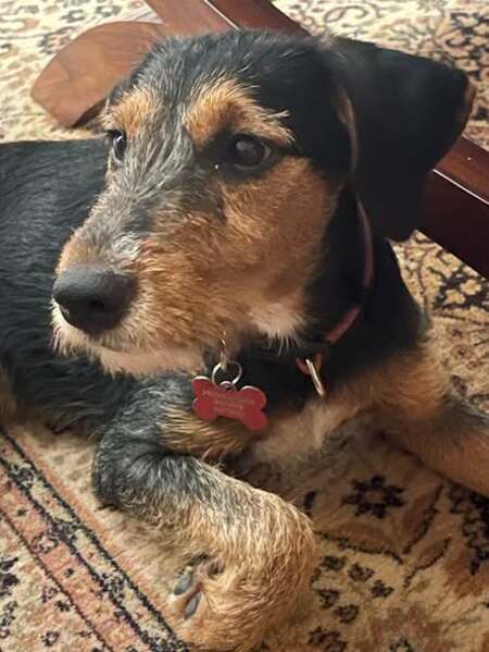 Adopter Belyne