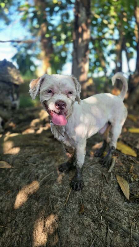 Adopter Snow