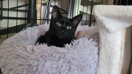 Adopter Arobase