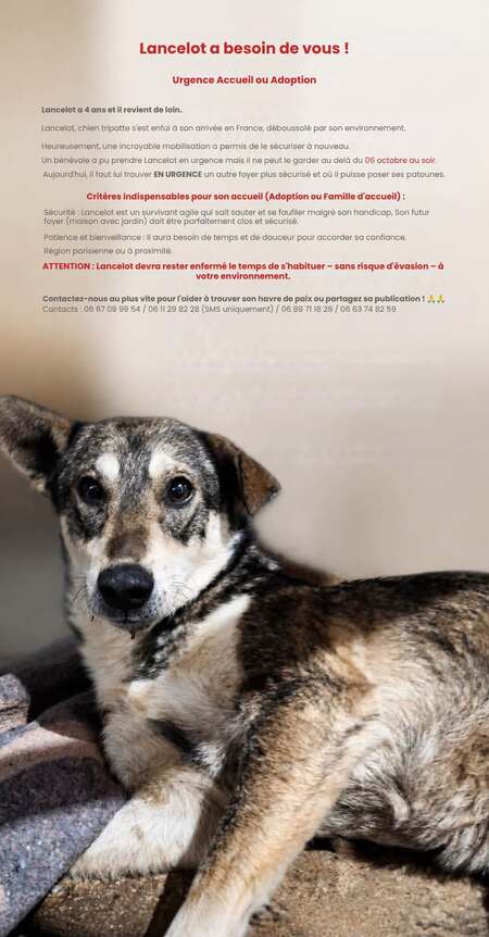 Adopter Lancelot
