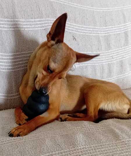 Adopter Zelda