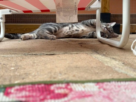 Adopter THAO