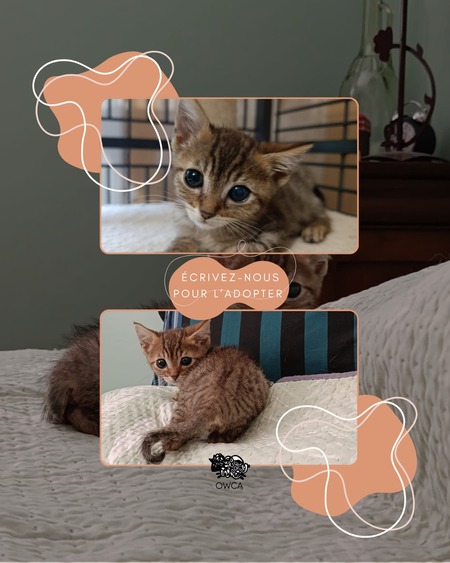 Adopter Gremlins