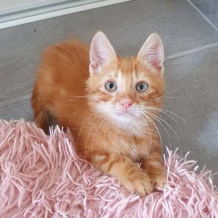 Adopter COOKIE