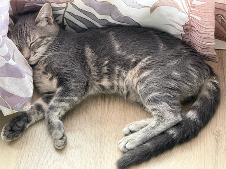 Adopter Mononoke petite de iska