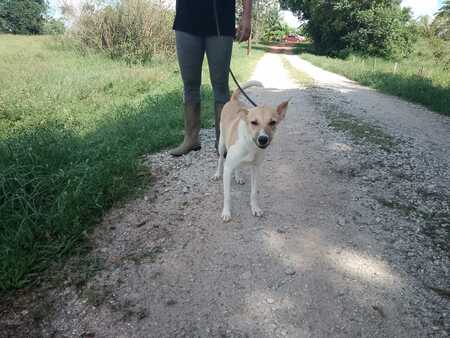 Adopter Harper