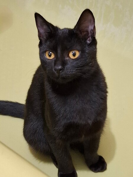 Adopter Beetlejuice