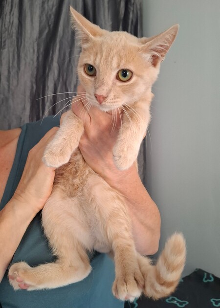 Adopter Bagel
