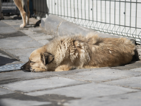 Adopter Jango