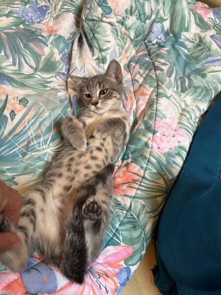 Adopter Kimi