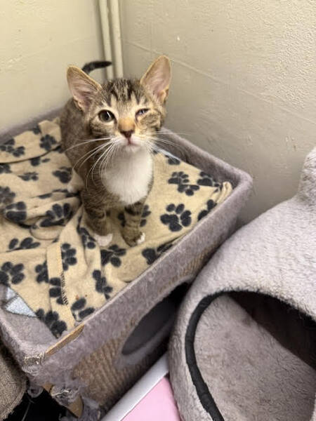 Adopter Bulle
