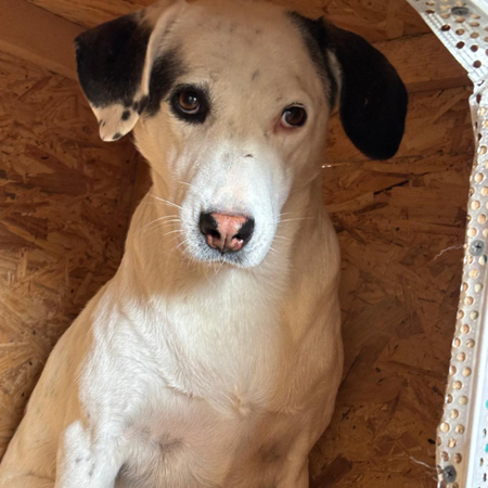 Adopter Ula