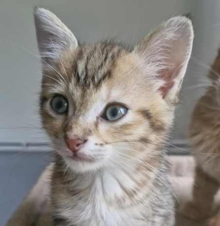 Adopter LOKI