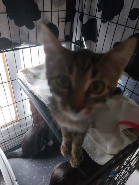 Adopter Biscuit