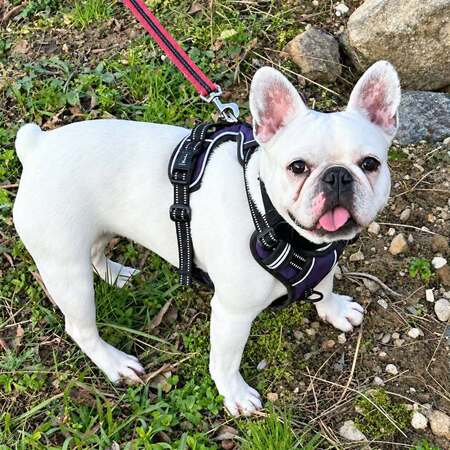 Adopter Perle 