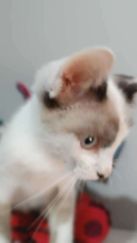 Adopter Dastin