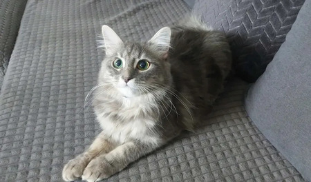 Adopter Genelie