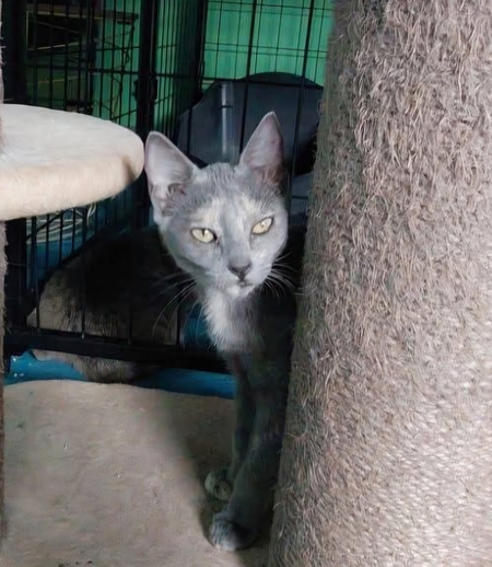 Adopter Mapou