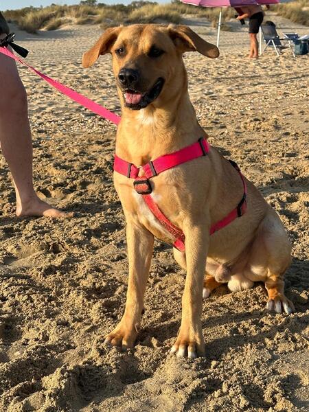 Adopter Simba
