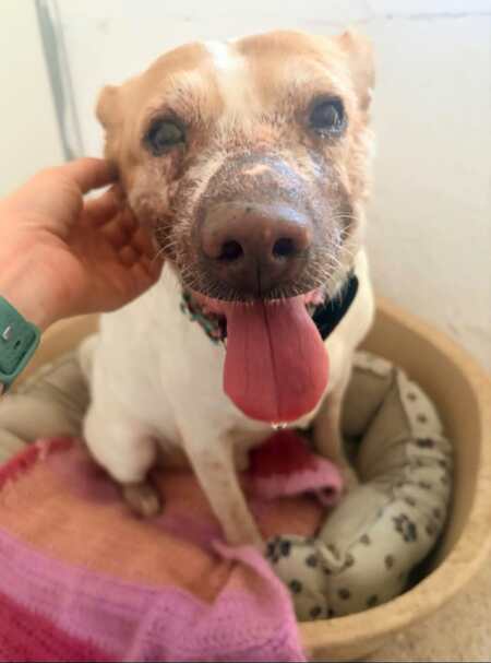 Adopter Panceta