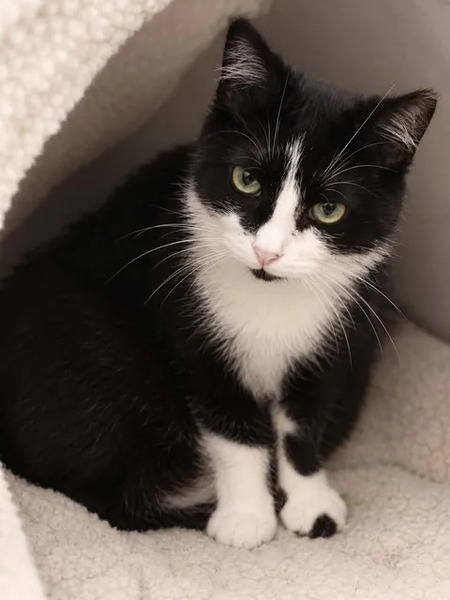 Adopter Ninouche