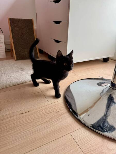Adopter Miso 2 Mois