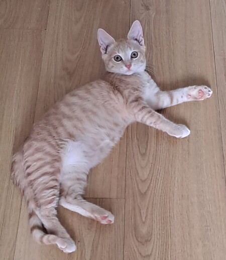 Adopter Aïko