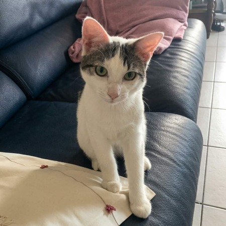 Adopter Huggy