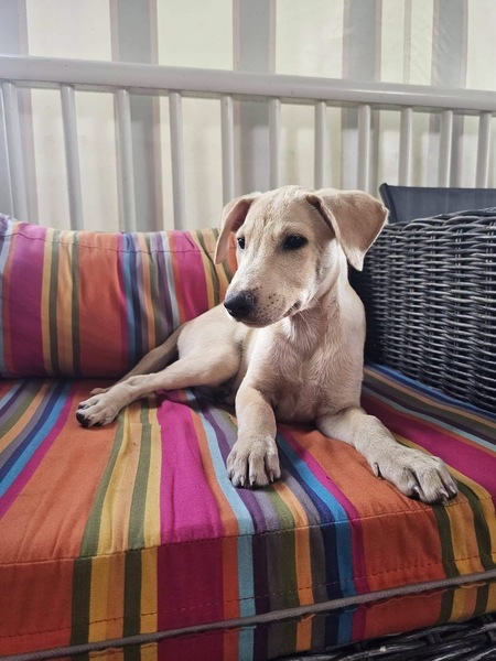 Adopter Bao