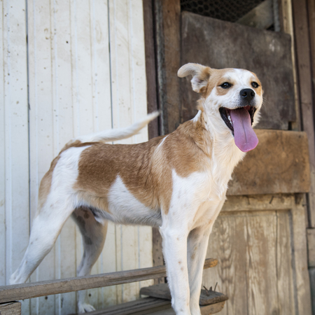 Adopter Lazlo