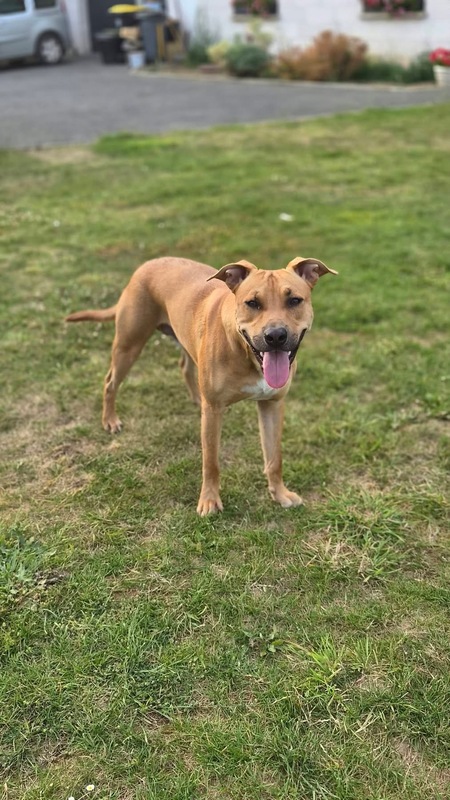 Adopter Newis