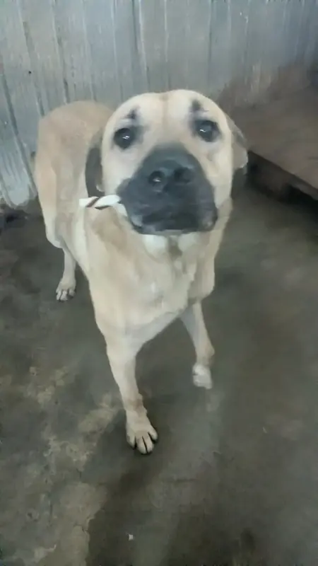 Adopter Hercule