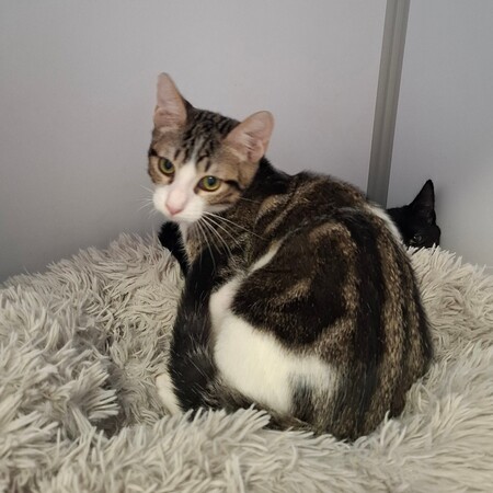 Adopter BOMBAY