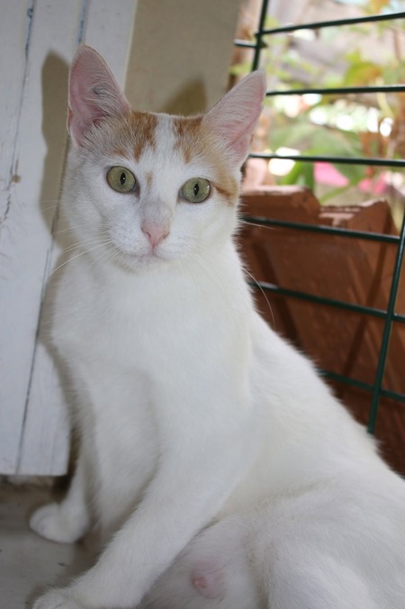 Adopter Biobie