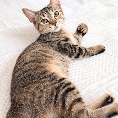 Adopter Fleurette