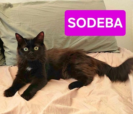 Adopter SODEBA