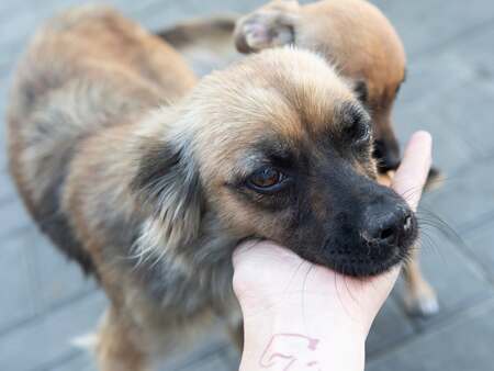 Adopter Sansa