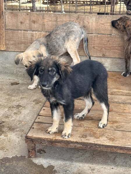 Adopter Chiots