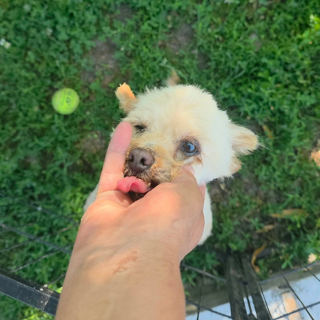 Adopter FIGO
