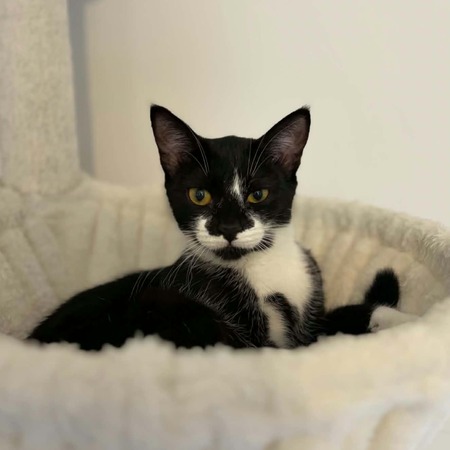 Adopter Xena