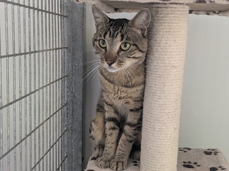 Adopter BILLY