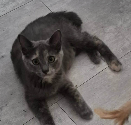 Adopter BANZAI