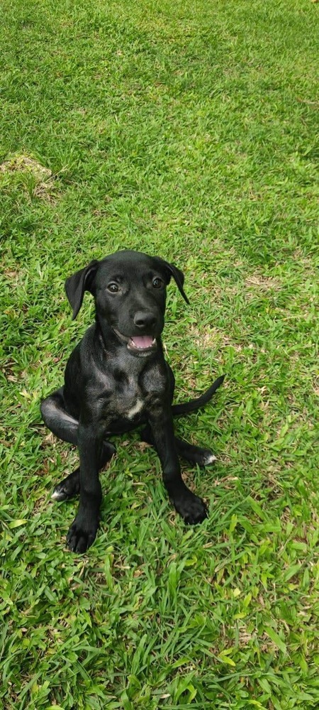 Adopter Baila