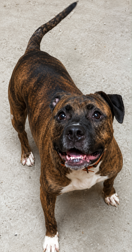 Adopter Nikita