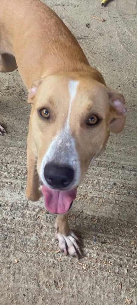Adopter Zenna