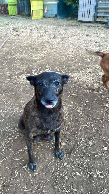 Adopter Naya